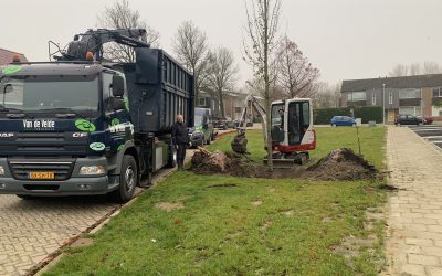 Planten grote bomen